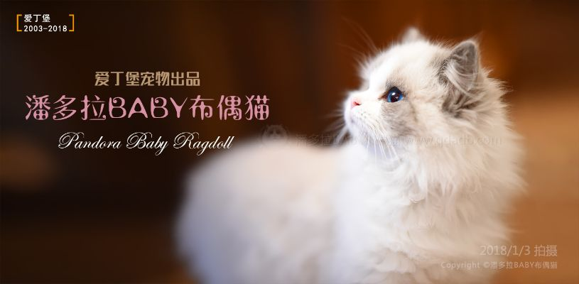 布偶猫版本,精细方案实施_限定版_v1.539